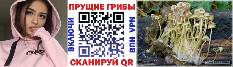 Купить где  Дедовск  Галлюциногенные грибы ЛСД 
